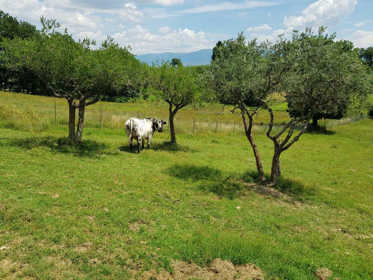 Agriturismo Arcobaleno Della Torretta Giano dell'Umbria ภายนอก รูปภาพ